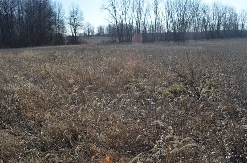 Property photo 5 - East Allen County - 55 Acre Land Auction